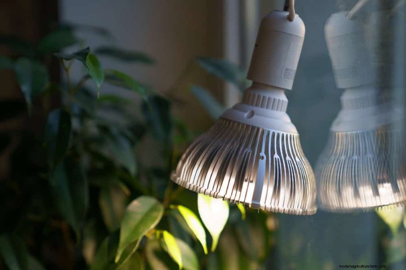 Winter Care for Floor Plants: 11 Proven Tips for Thriving Foliage