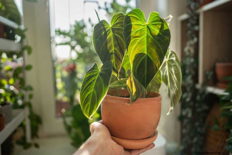 Winter Care for Floor Plants: 11 Proven Tips for Thriving Foliage