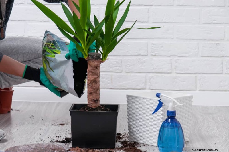 Winter Care for Floor Plants: 11 Proven Tips for Thriving Foliage