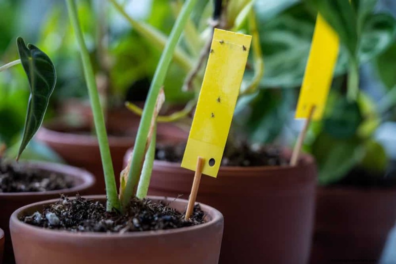 Winter Care for Floor Plants: 11 Proven Tips for Thriving Foliage