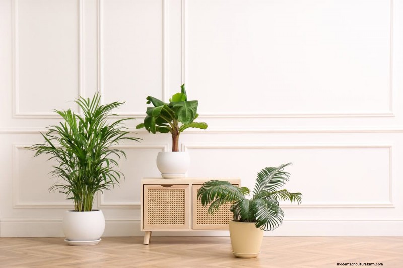 Winter Care for Floor Plants: 11 Proven Tips for Thriving Foliage