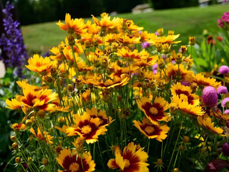 Drought-Tolerant Flowers for 2025: Beautiful & Water-Wise Landscaping