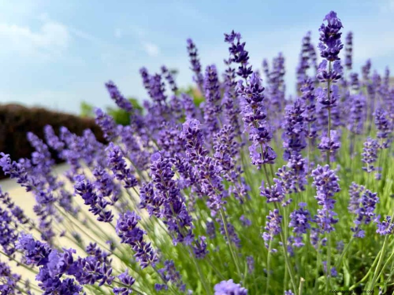 Drought-Tolerant Flowers for 2025: Beautiful & Water-Wise Landscaping