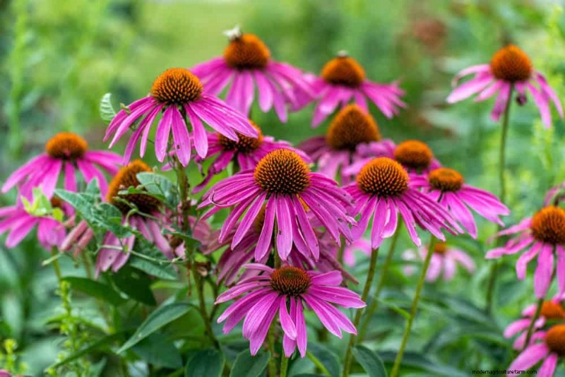 Drought-Tolerant Flowers for 2025: Beautiful & Water-Wise Landscaping