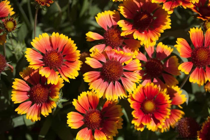 Drought-Tolerant Flowers for 2025: Beautiful & Water-Wise Landscaping