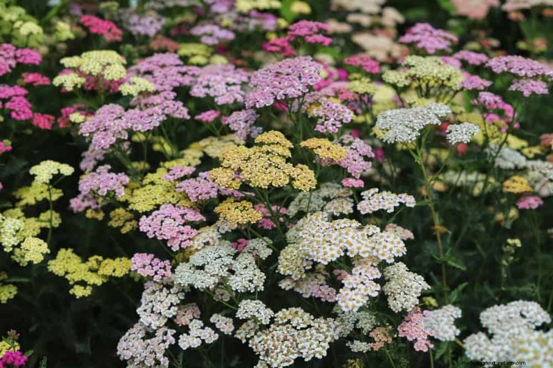 Drought-Tolerant Flowers for 2025: Beautiful & Water-Wise Landscaping