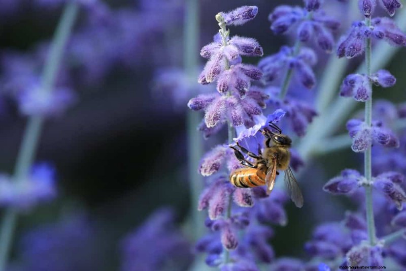 Drought-Tolerant Flowers for 2025: Beautiful & Water-Wise Landscaping