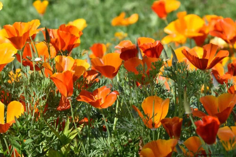 Drought-Tolerant Flowers for 2025: Beautiful & Water-Wise Landscaping