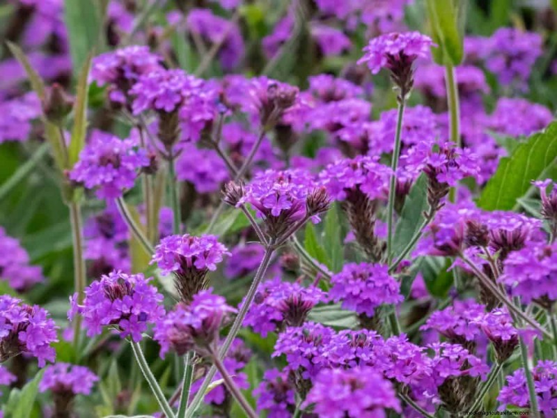 Drought-Tolerant Flowers for 2025: Beautiful & Water-Wise Landscaping
