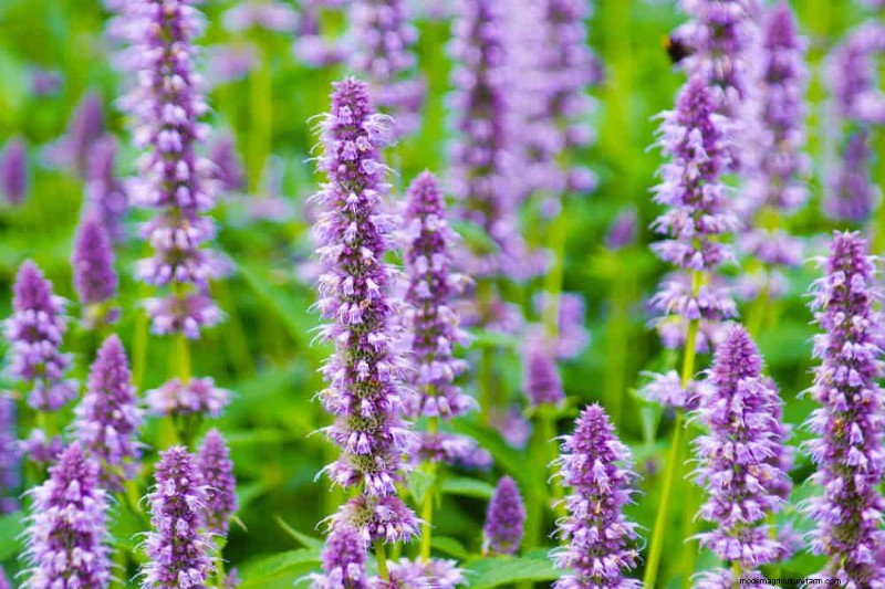 Drought-Tolerant Flowers for 2025: Beautiful & Water-Wise Landscaping