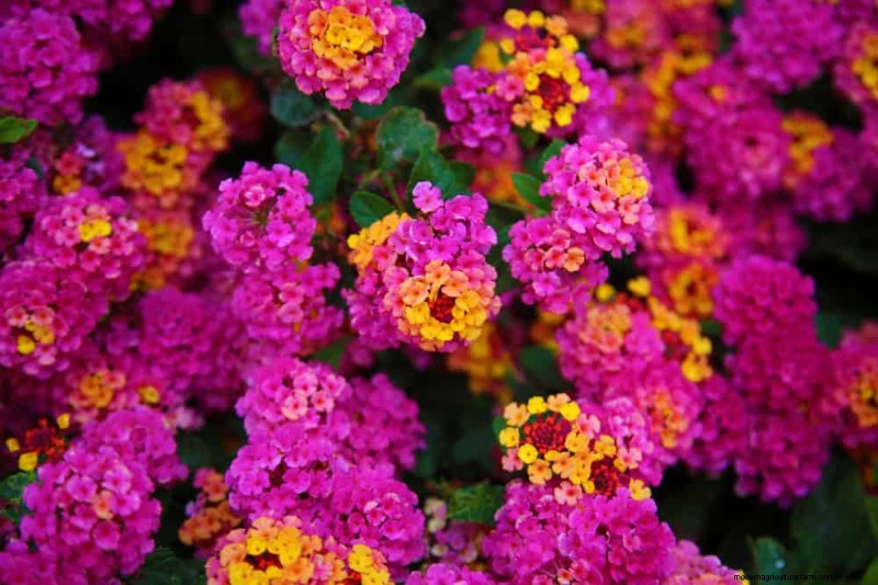 Drought-Tolerant Flowers for 2025: Beautiful & Water-Wise Landscaping
