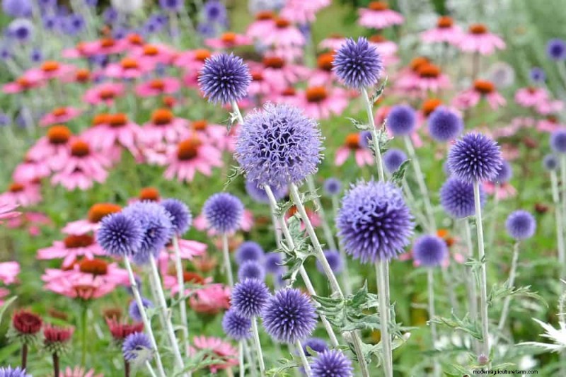 Drought-Tolerant Flowers for 2025: Beautiful & Water-Wise Landscaping