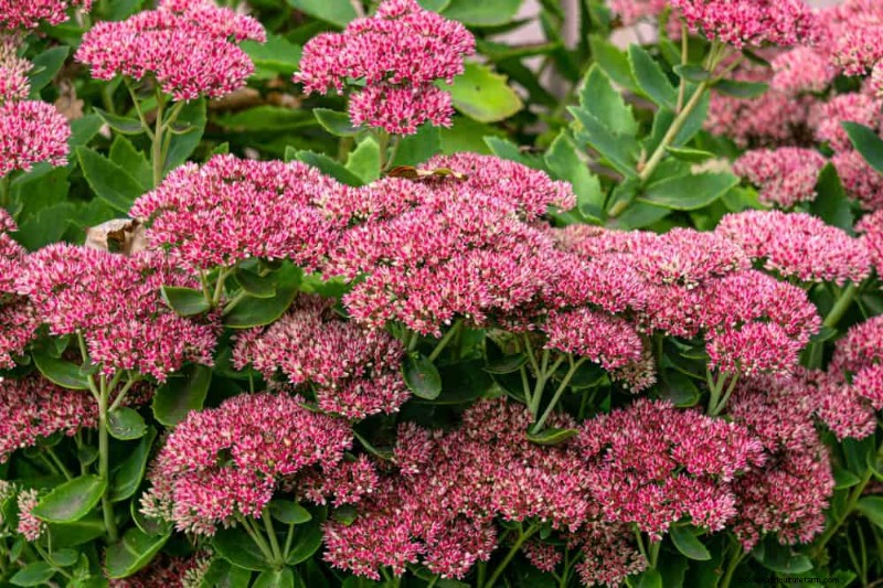 Drought-Tolerant Flowers for 2025: Beautiful & Water-Wise Landscaping