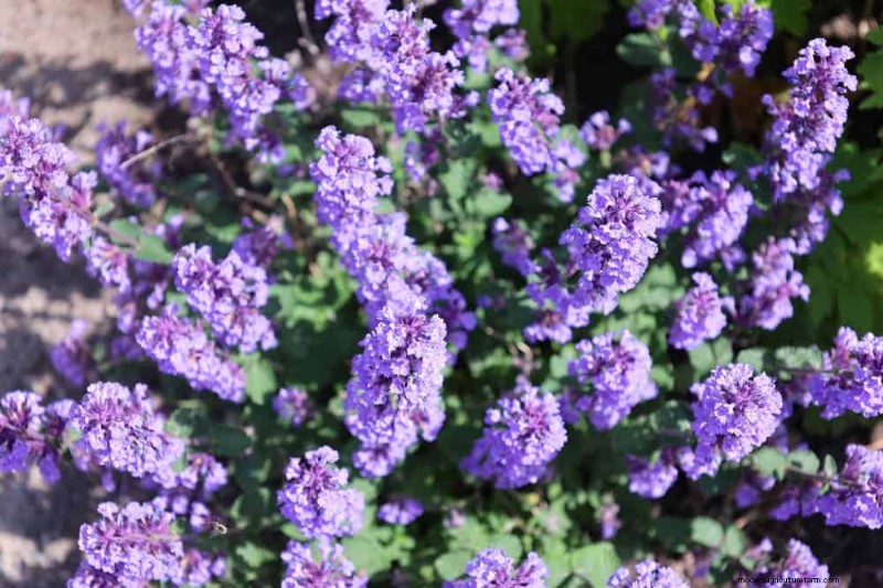 Drought-Tolerant Flowers for 2025: Beautiful & Water-Wise Landscaping