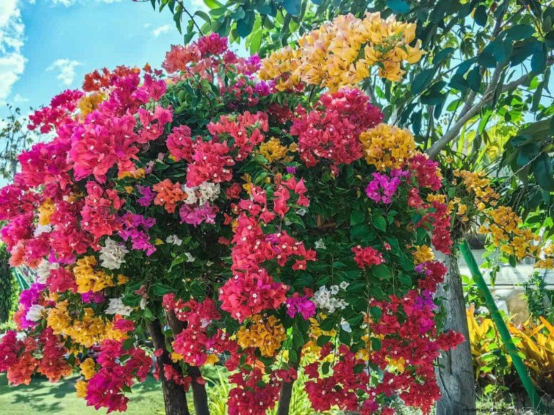 Drought-Tolerant Flowers for 2025: Beautiful & Water-Wise Landscaping