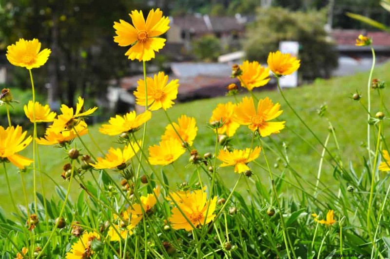 Drought-Tolerant Flowers for 2025: Beautiful & Water-Wise Landscaping