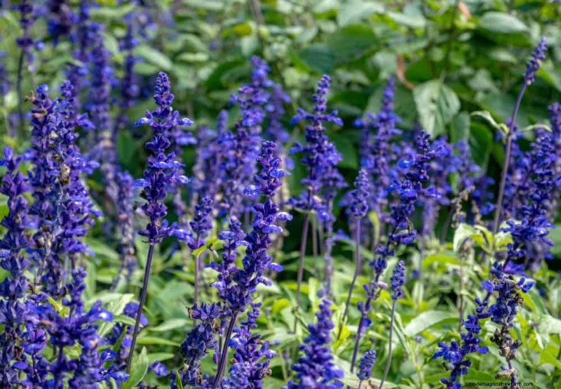 Drought-Tolerant Flowers for 2025: Beautiful & Water-Wise Landscaping