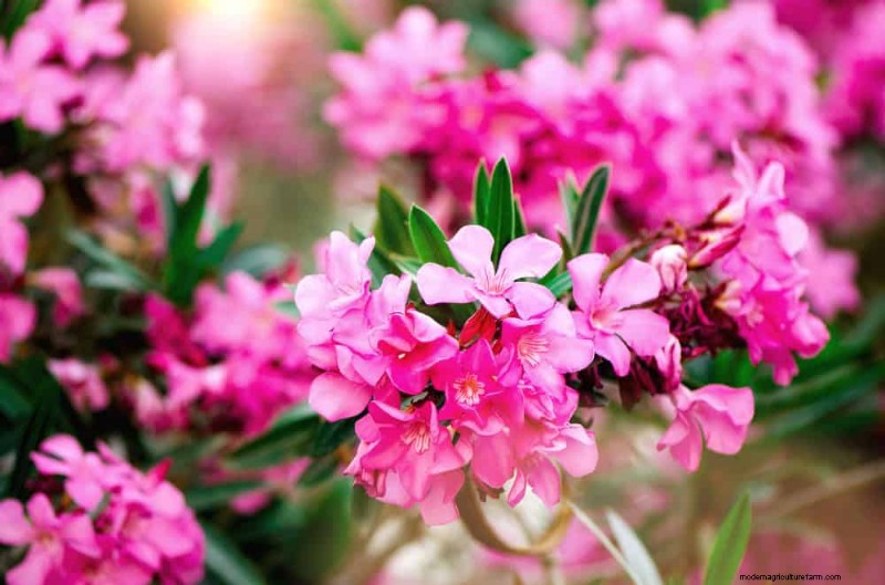 Drought-Tolerant Flowers for 2025: Beautiful & Water-Wise Landscaping