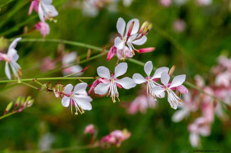 Drought-Tolerant Flowers for 2025: Beautiful & Water-Wise Landscaping
