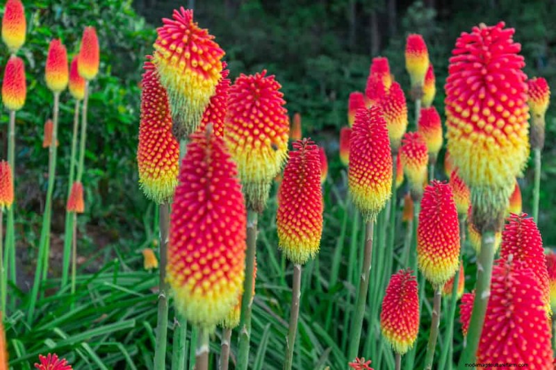 Drought-Tolerant Flowers for 2025: Beautiful & Water-Wise Landscaping