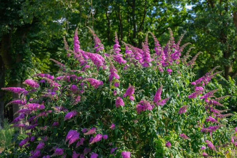 Drought-Tolerant Flowers for 2025: Beautiful & Water-Wise Landscaping
