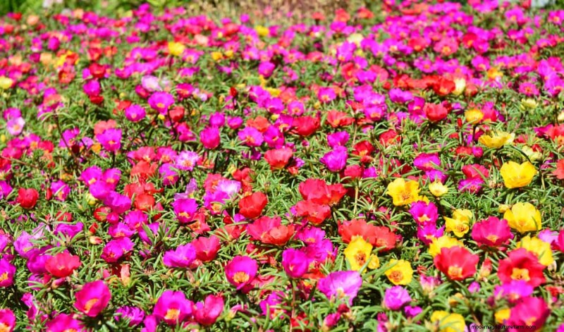 Drought-Tolerant Flowers for 2025: Beautiful & Water-Wise Landscaping