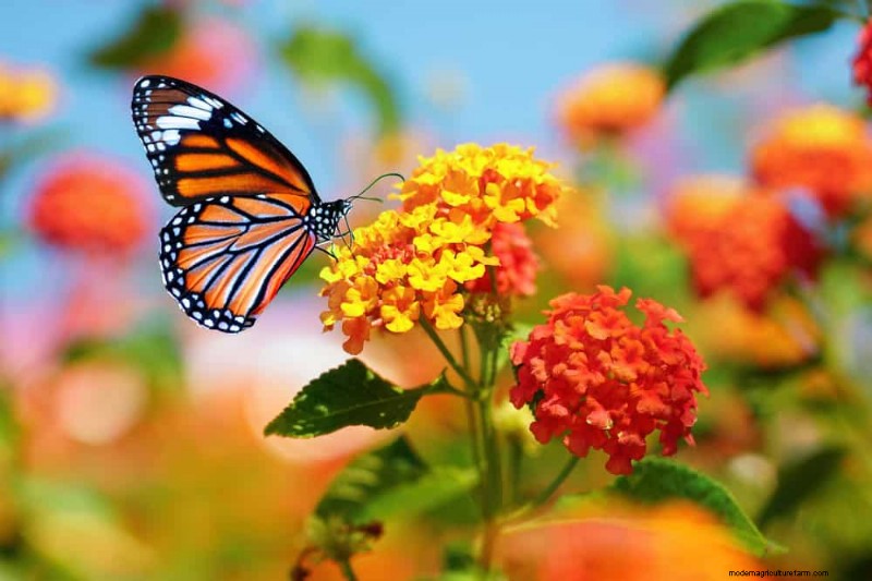 Drought-Tolerant Flowers for 2025: Beautiful & Water-Wise Landscaping