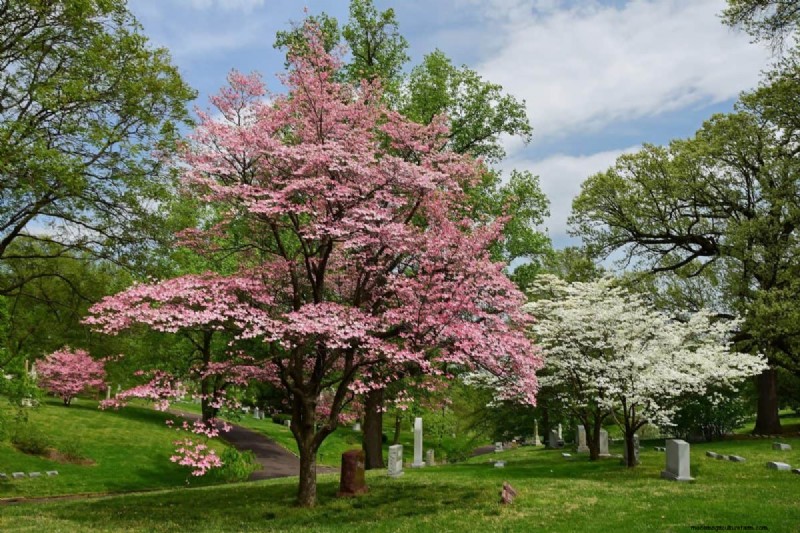 Best Pink Flowering Trees for Spring: Landscaper Recommendations