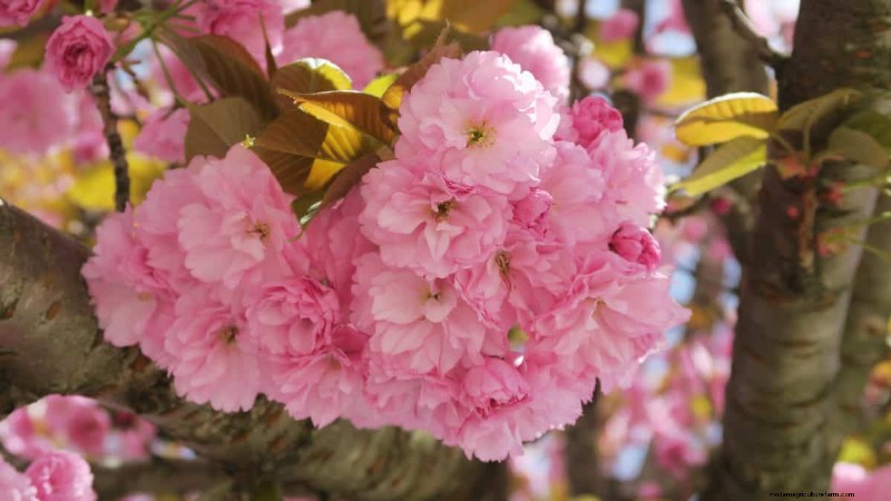 Best Pink Flowering Trees for Spring: Landscaper Recommendations