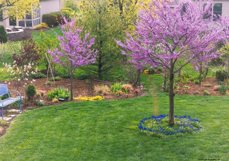 Best Pink Flowering Trees for Spring: Landscaper Recommendations