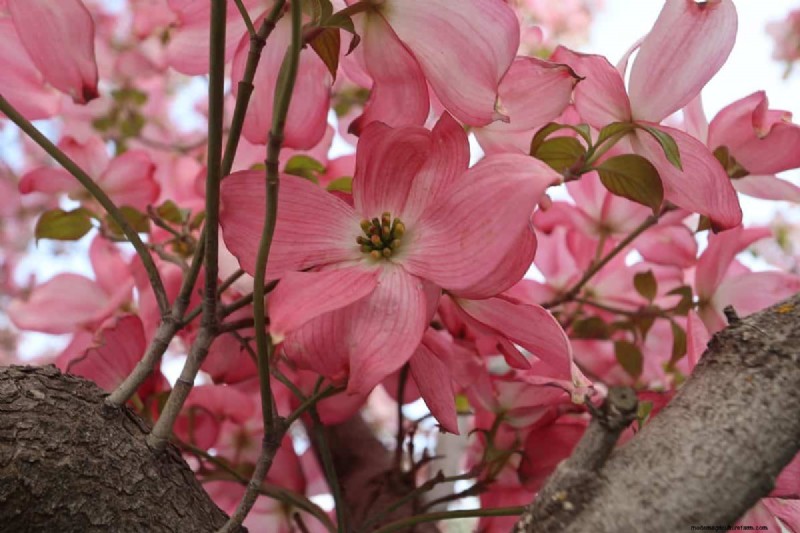 Best Pink Flowering Trees for Spring: Landscaper Recommendations