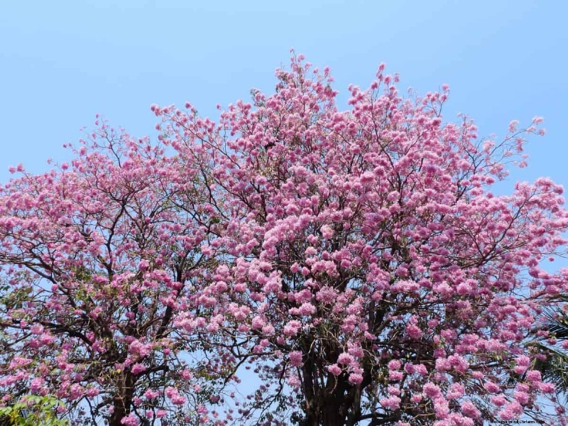 Best Pink Flowering Trees for Spring: Landscaper Recommendations