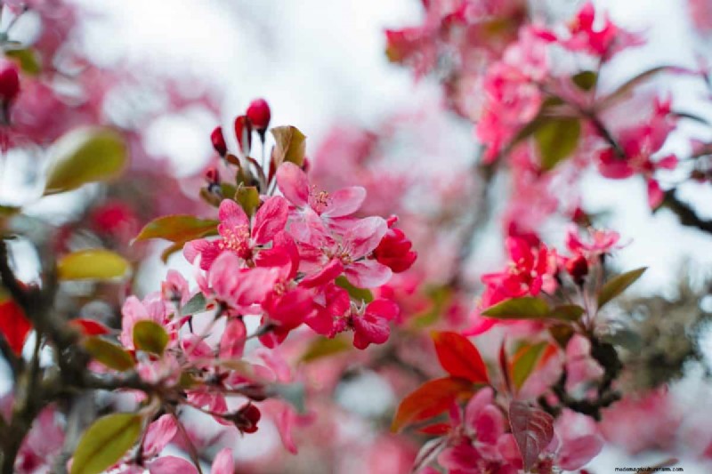 Best Pink Flowering Trees for Spring: Landscaper Recommendations