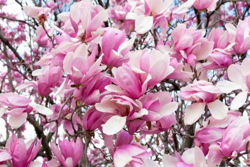 Best Pink Flowering Trees for Spring: Landscaper Recommendations