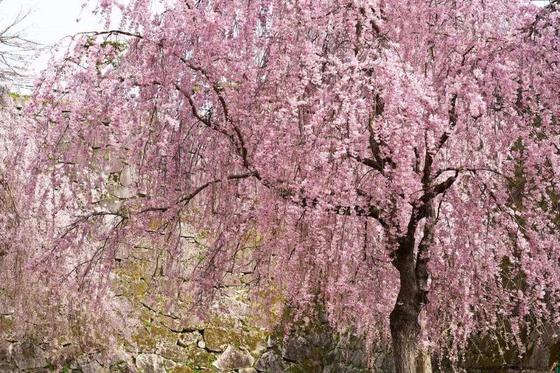 Best Pink Flowering Trees for Spring: Landscaper Recommendations