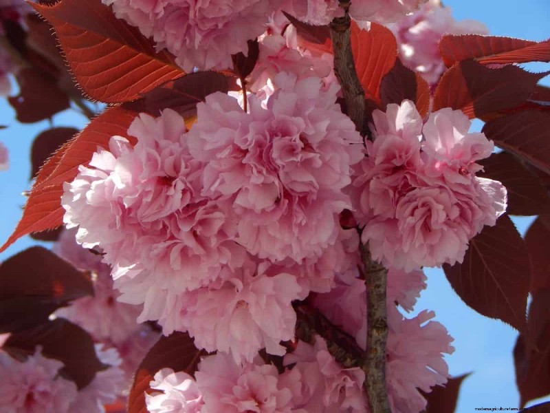 Best Pink Flowering Trees for Spring: Landscaper Recommendations
