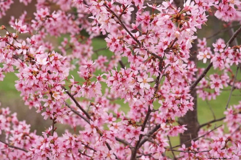 Best Pink Flowering Trees for Spring: Landscaper Recommendations