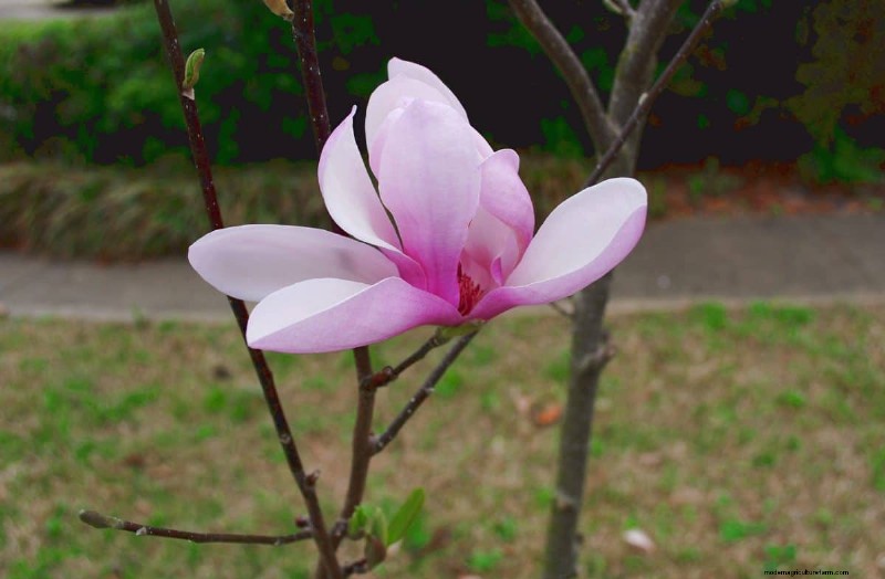 Best Pink Flowering Trees for Spring: Landscaper Recommendations