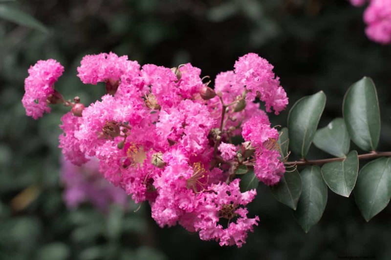 Best Pink Flowering Trees for Spring: Landscaper Recommendations