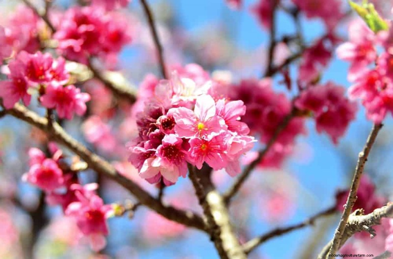 Best Pink Flowering Trees for Spring: Landscaper Recommendations