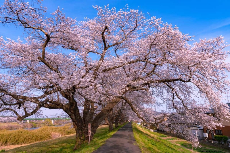 Best Pink Flowering Trees for Spring: Landscaper Recommendations