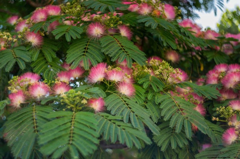 Best Pink Flowering Trees for Spring: Landscaper Recommendations