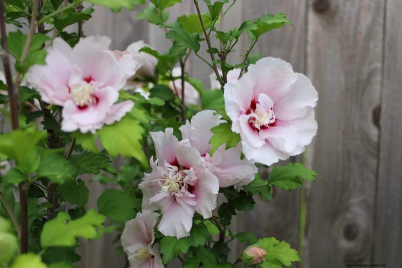 Best Pink Flowering Trees for Spring: Landscaper Recommendations