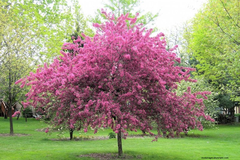 Best Pink Flowering Trees for Spring: Landscaper Recommendations