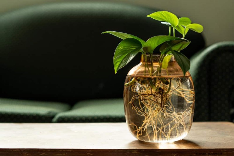 Propagating Pothos: 6 Easy Methods to Grow New Plants