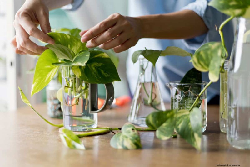 Propagating Pothos: 6 Easy Methods to Grow New Plants
