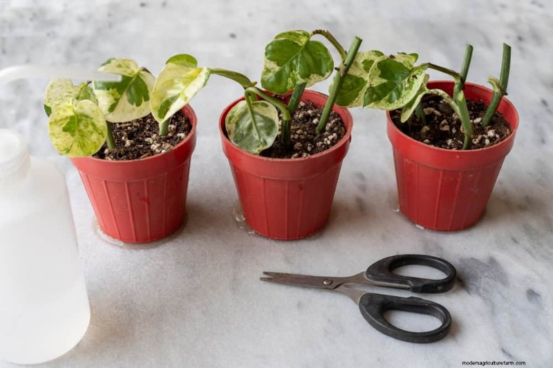 Propagating Pothos: 6 Easy Methods to Grow New Plants