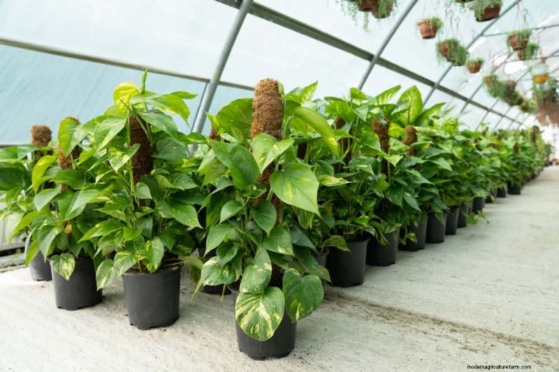 Propagating Pothos: 6 Easy Methods to Grow New Plants