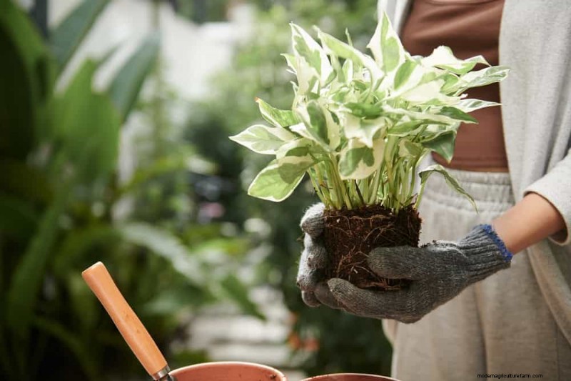 Propagating Pothos: 6 Easy Methods to Grow New Plants