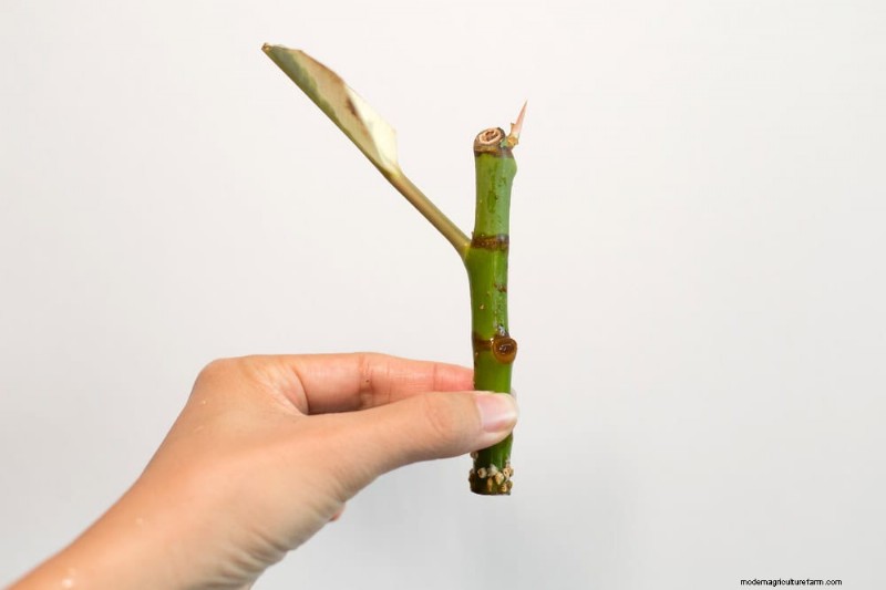 Propagating Pothos: 6 Easy Methods to Grow New Plants